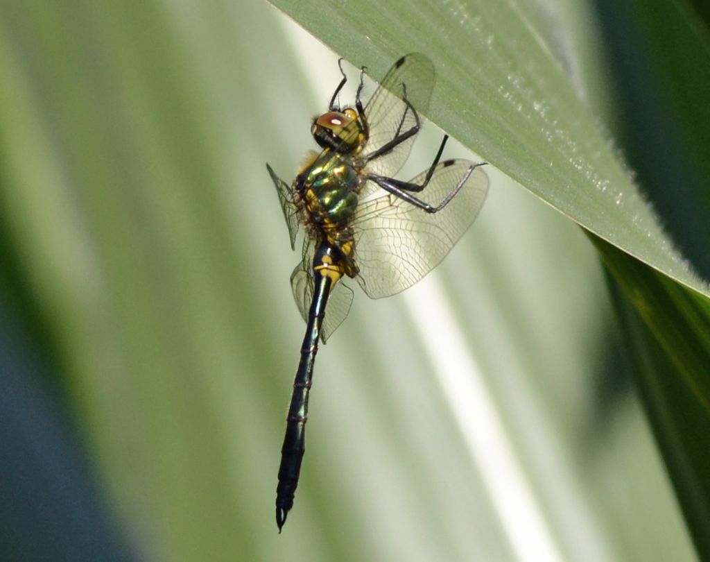Somatochlora meridionalis?
